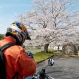 125ccMTバイクでまったり走る京都南部の空いてる桜ツーリングコース