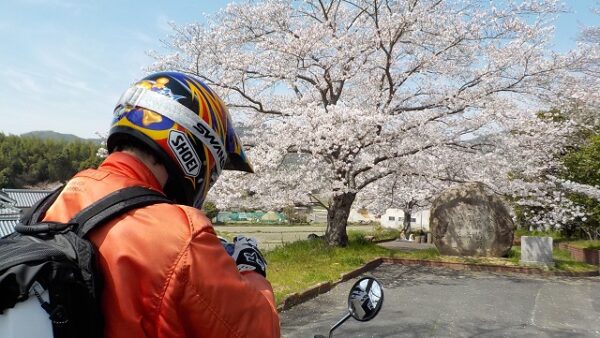 125ccMTバイクでまったり走る京都南部の空いてる桜ツーリングコース