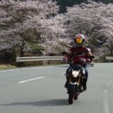 桜をバックに早春の美杉を走るZ125PRO