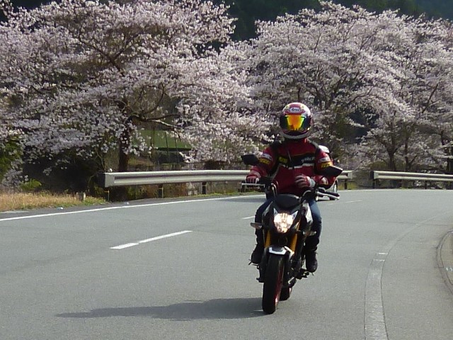 桜をバックに早春の美杉を走るZ125PRO