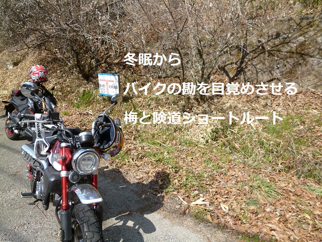 バイク勘を復活！ショートツーリングで春の準備を！梅と険道で冬眠から目覚める月ヶ瀬～上野島ヶ原線ルート